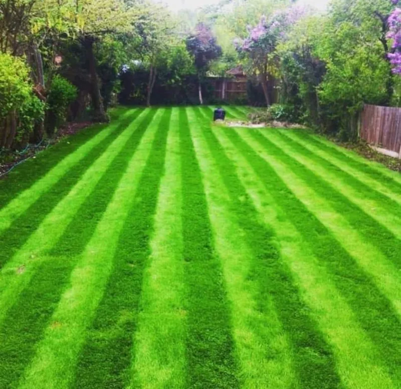 Garden Maintenance project in Bromley by Hollyoaks Gardens