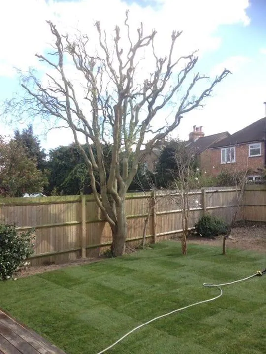 Tree Surgery in Bromley