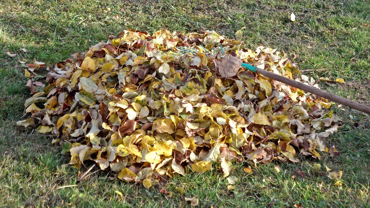 Leaves on your lawn