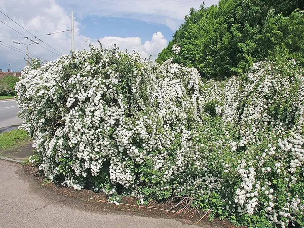 Bridal wreath (Spiraea) in flower