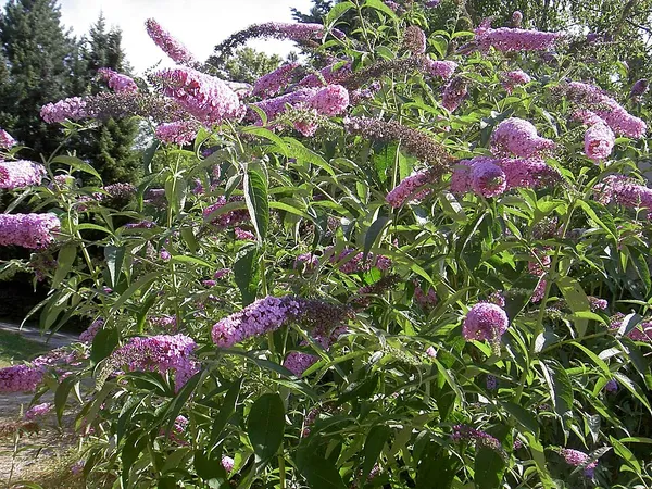 Butterfly bush (Buddleja davidii) in flower