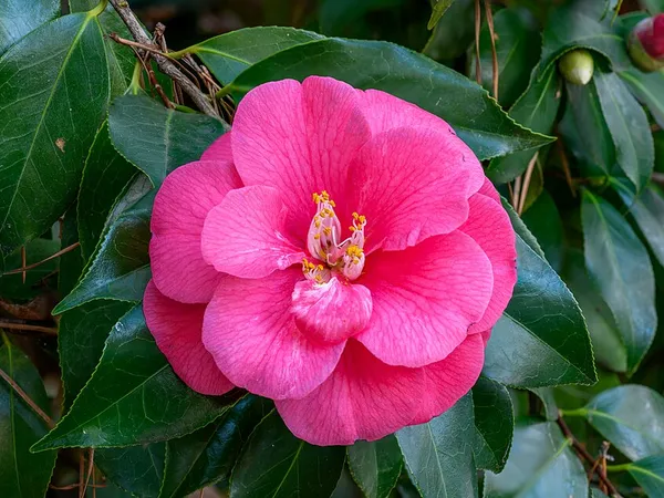 Camellia (Camellia japonica) in flower