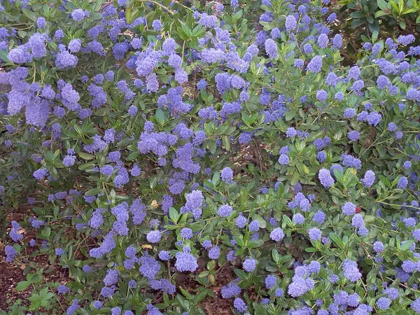 California lilac (Ceanothus) in flower