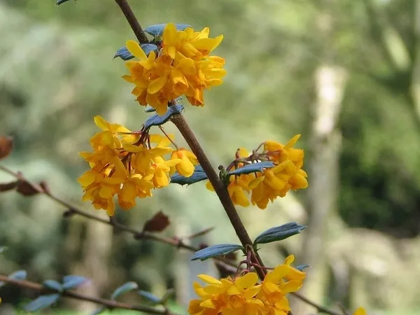 Darwin's barberry (Berberis darwinii) in flower