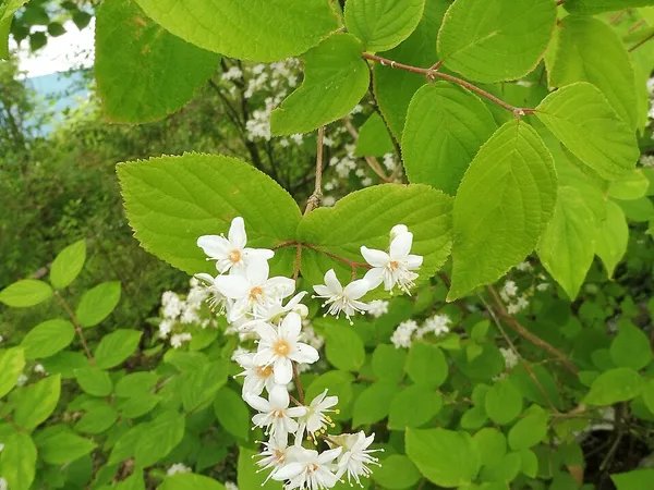 Deutzia (Deutzia) in flower