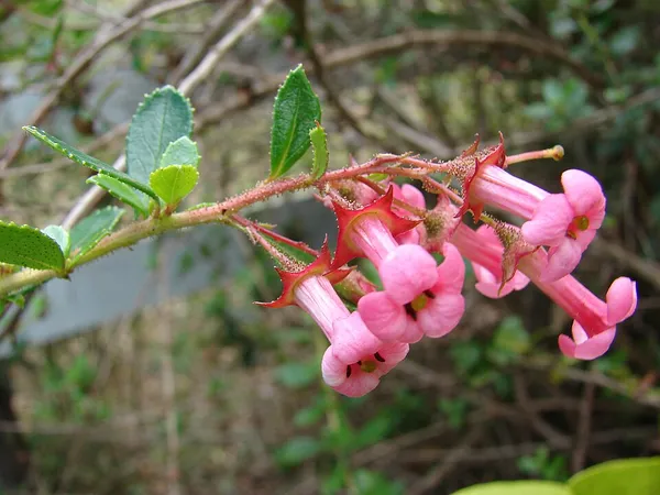 Escallonia (Escallonia) in flower