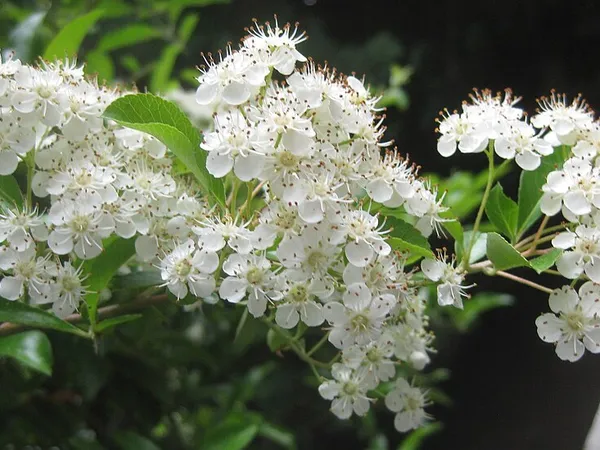 Firethorn (Pyracantha) in flower