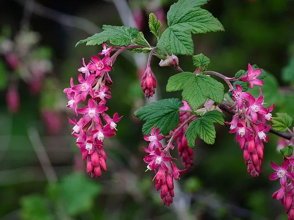 Flowering currant (Ribes sanguineum) in flower
