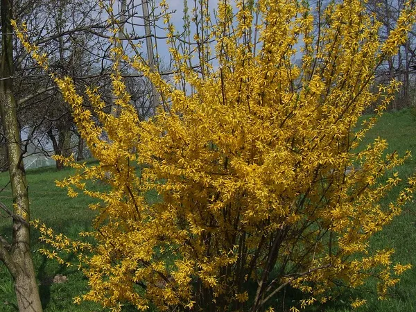 Forsythia (Forsythia) in flower