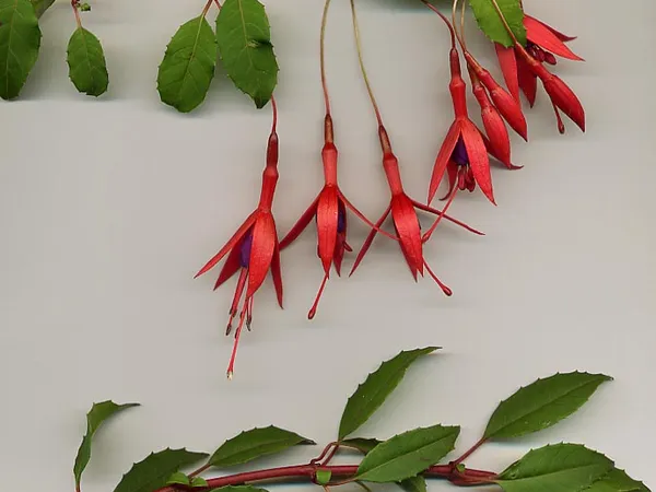 Hardy fuchsia (Fuchsia magellanica) in flower