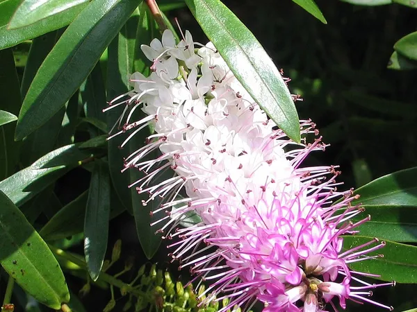 Hebe (Hebe (shrubby veronica)) in flower