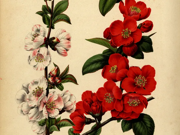 Japanese quince (Chaenomeles) in flower