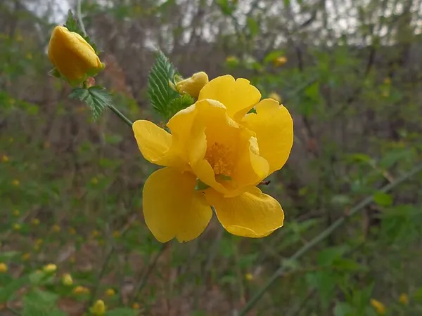 Kerria (Japanese rose) (Kerria japonica) in flower