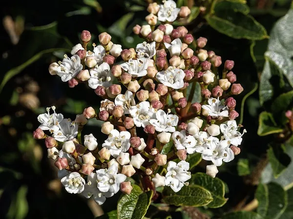 Laurustinus (Viburnum tinus) in flower