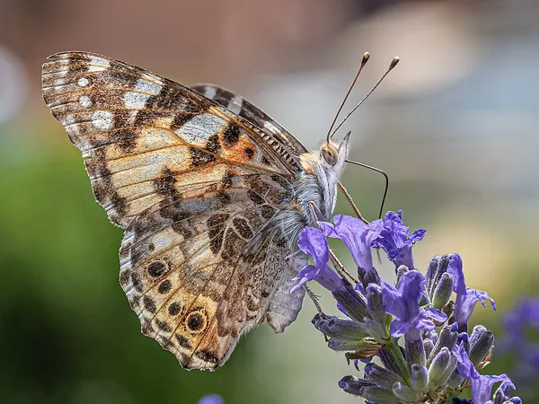 Lavender (Lavandula angustifolia) in flower