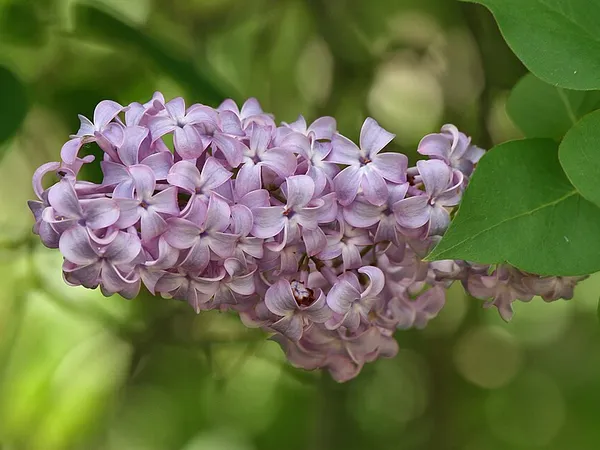 Lilac (Syringa vulgaris) in flower