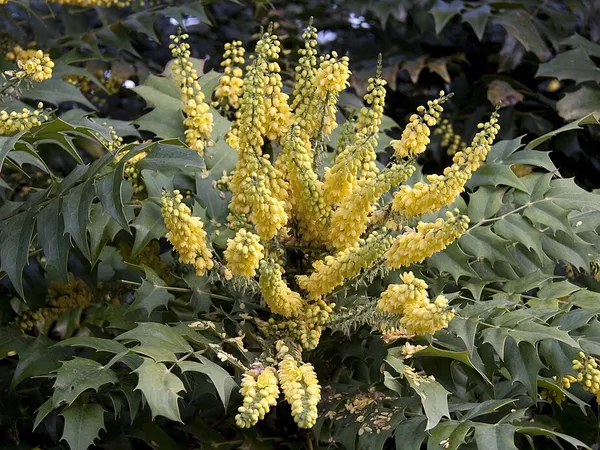 Mahonia (Oregon grape) (Mahonia) in flower
