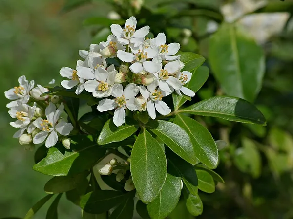 Mexican orange blossom (Choisya ternata) in flower