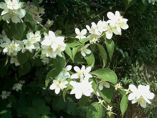 Mock orange (Philadelphus) in flower