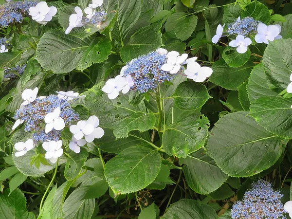 Mophead & lacecap hydrangea (Hydrangea macrophylla) in flower