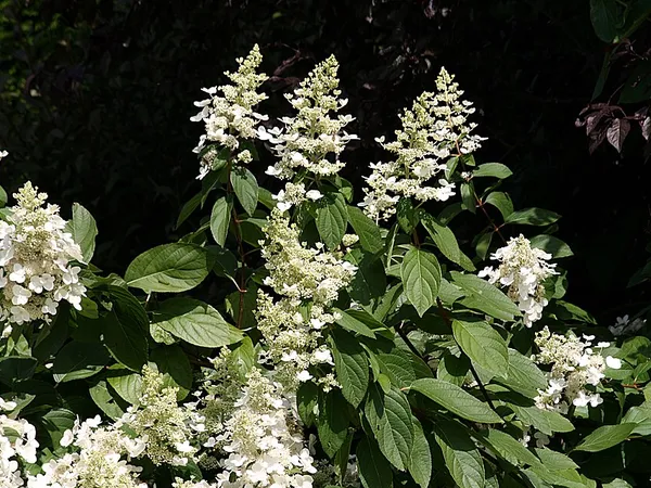 Panicle hydrangea (Hydrangea paniculata & 'Annabelle') in flower