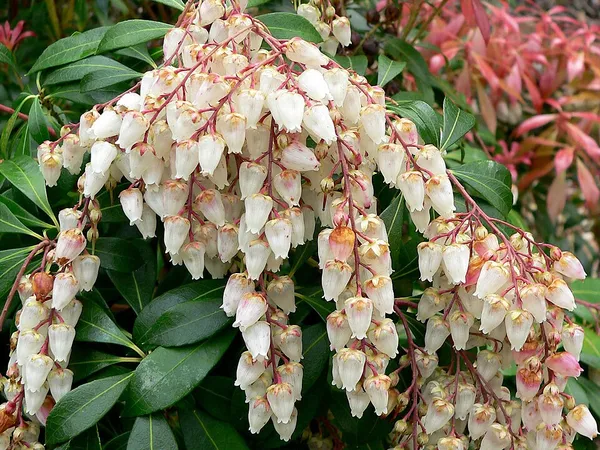 Pieris (Pieris japonica) in flower