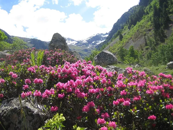 Rhododendron & azalea (Rhododendron) in flower