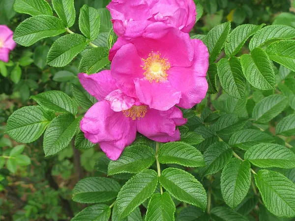 Shrub rose (Rosa) in flower