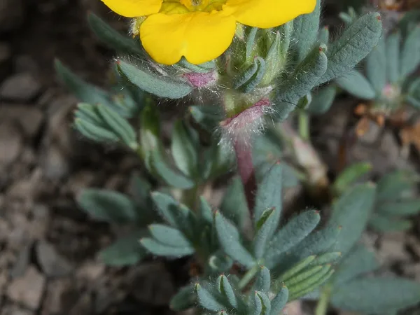 Shrubby cinquefoil (Potentilla fruticosa) in flower