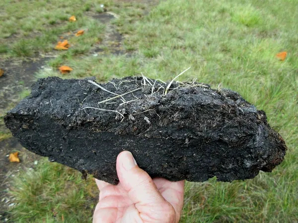 Peaty soil