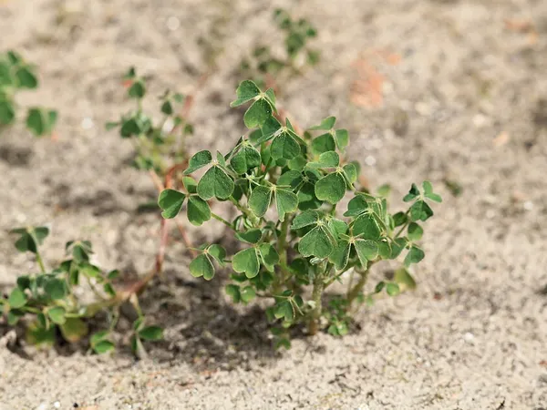 Sandy soil