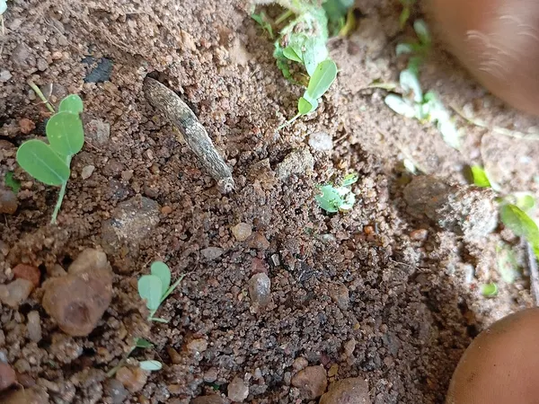Silty soil