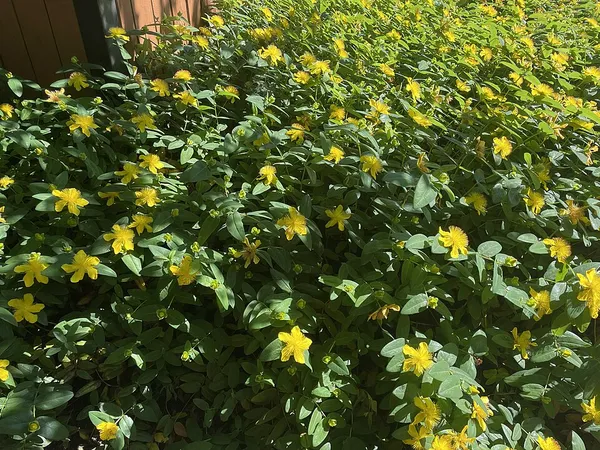 St John's wort (Hypericum 'Hidcote') in flower
