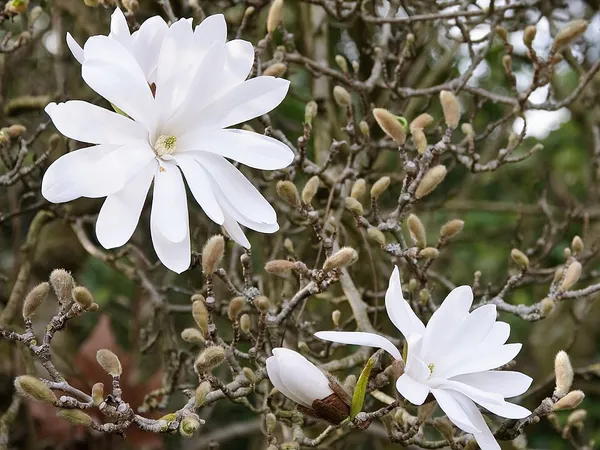 Star magnolia (Magnolia stellata) in flower