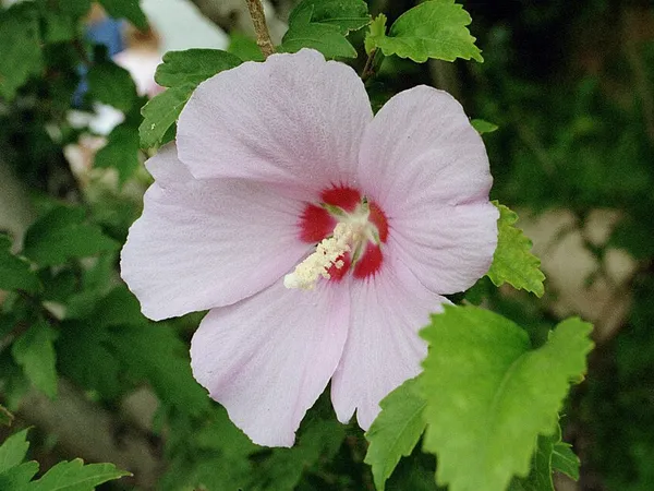 Tree hibiscus (Hibiscus syriacus) in flower