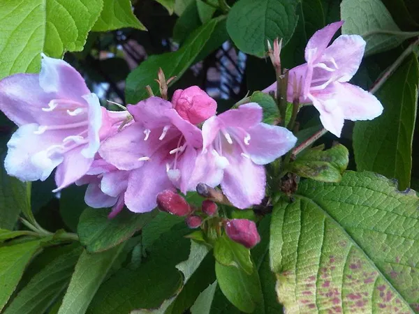 Weigela (Weigela florida) in flower